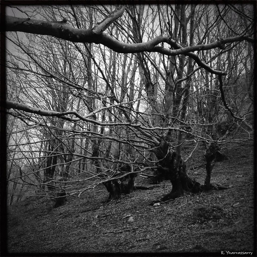 Entrée de la forêt interdite