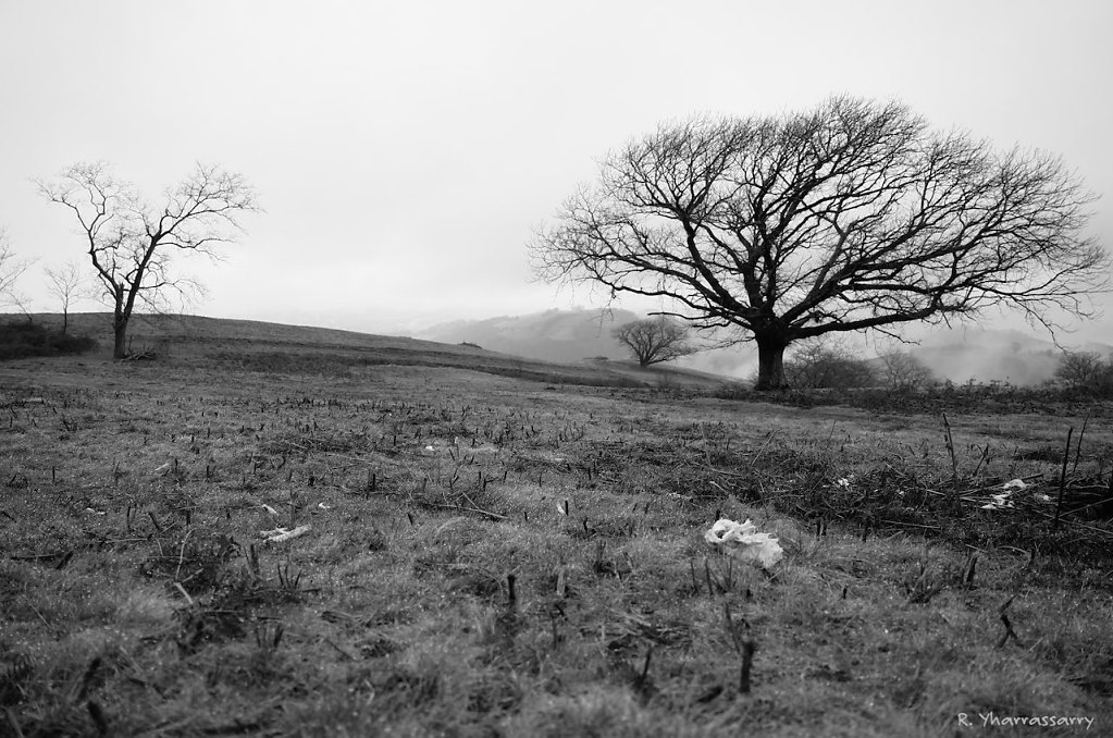 L1010104.jpg