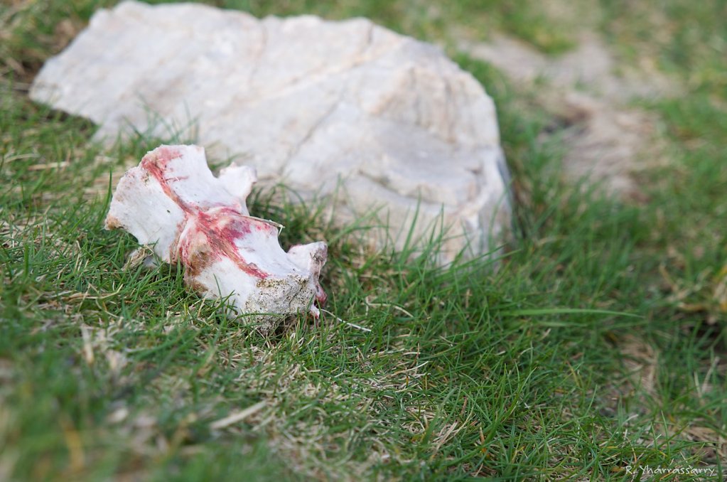 L1000064.jpg
