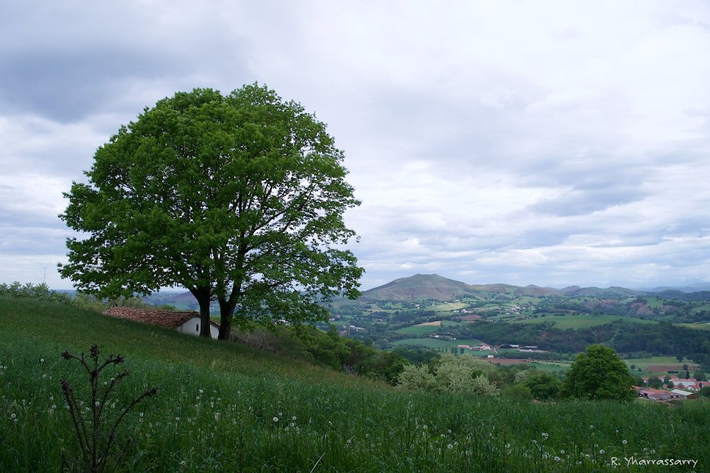 L1010146.jpg