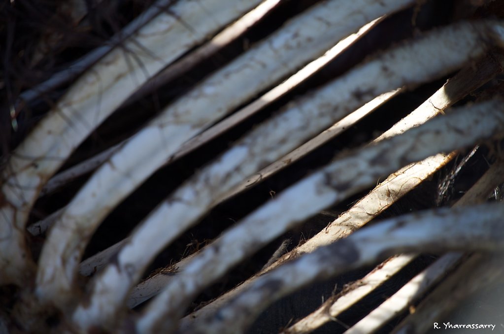 L1040238.jpg